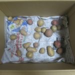 家庭菜園で収穫後のじゃがいもを保存して2ヶ月経ちました。