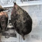 失敗から分かったさつまいも栽培4つのコツ