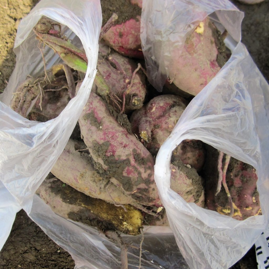 さつまいもの収穫時期と収穫方法 ウンプテンプ