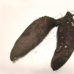 さつまいもの収穫時期と収穫方法