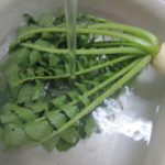 捨てないで!栄養たっぷりの大根葉!